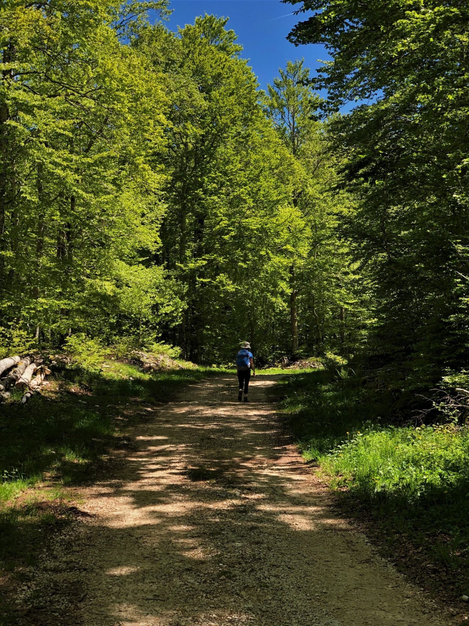 Hiker on a forest path on the Retord plateau
