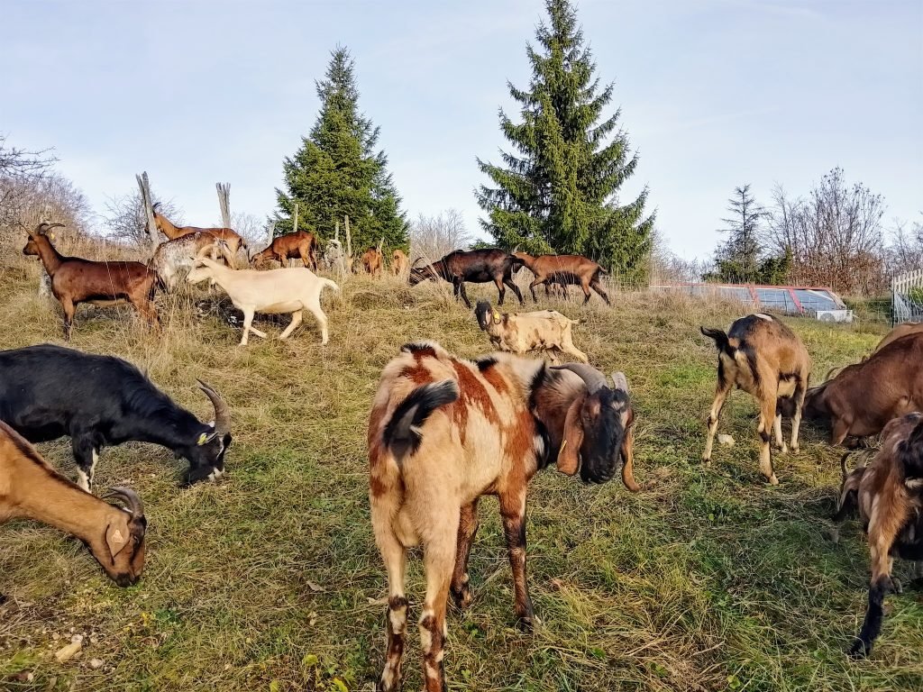 Le troupeau de chèvres de la ferme dans le pré, entouré de sapins