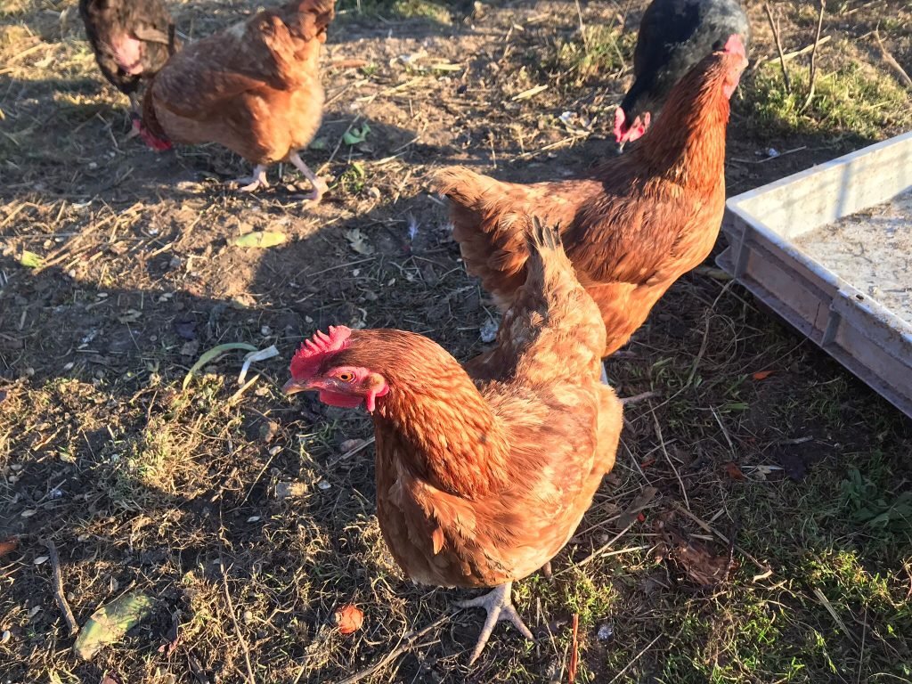 The farm’s laying hens, in the sun