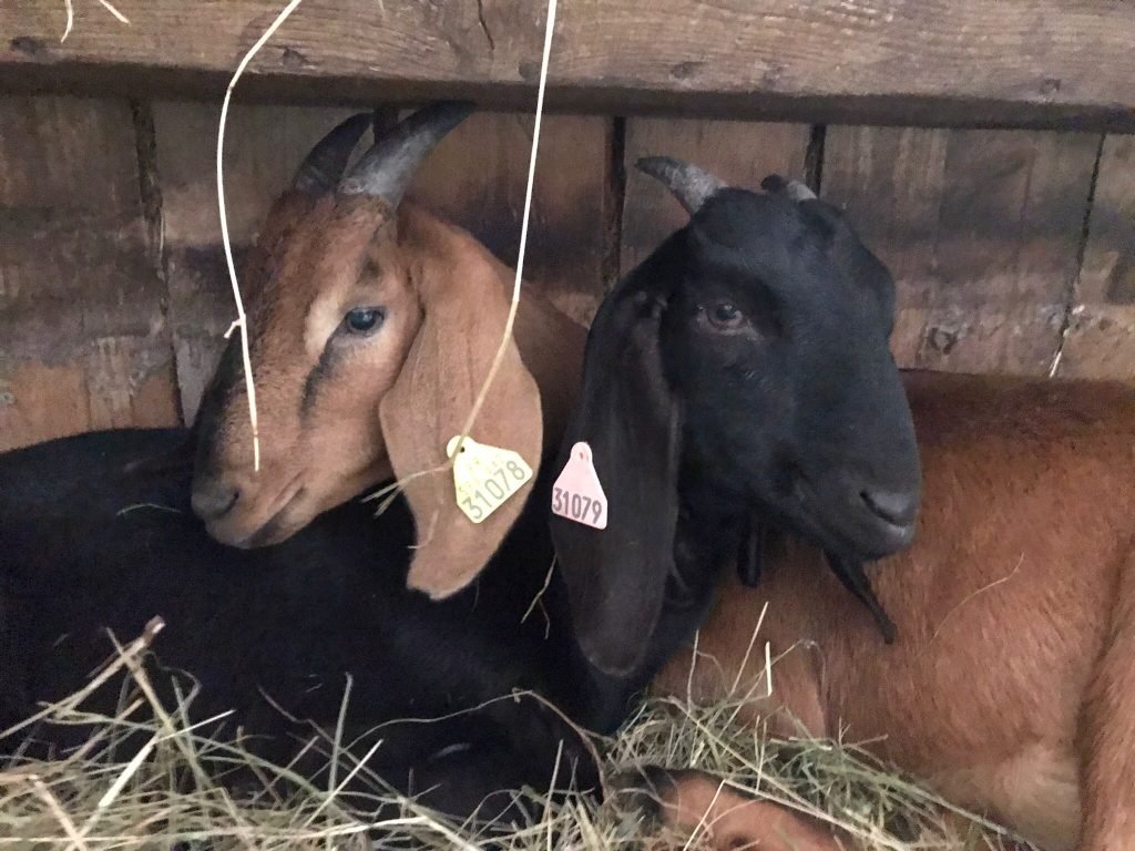 Deux chèvres de la ferme dans la chèvrerie