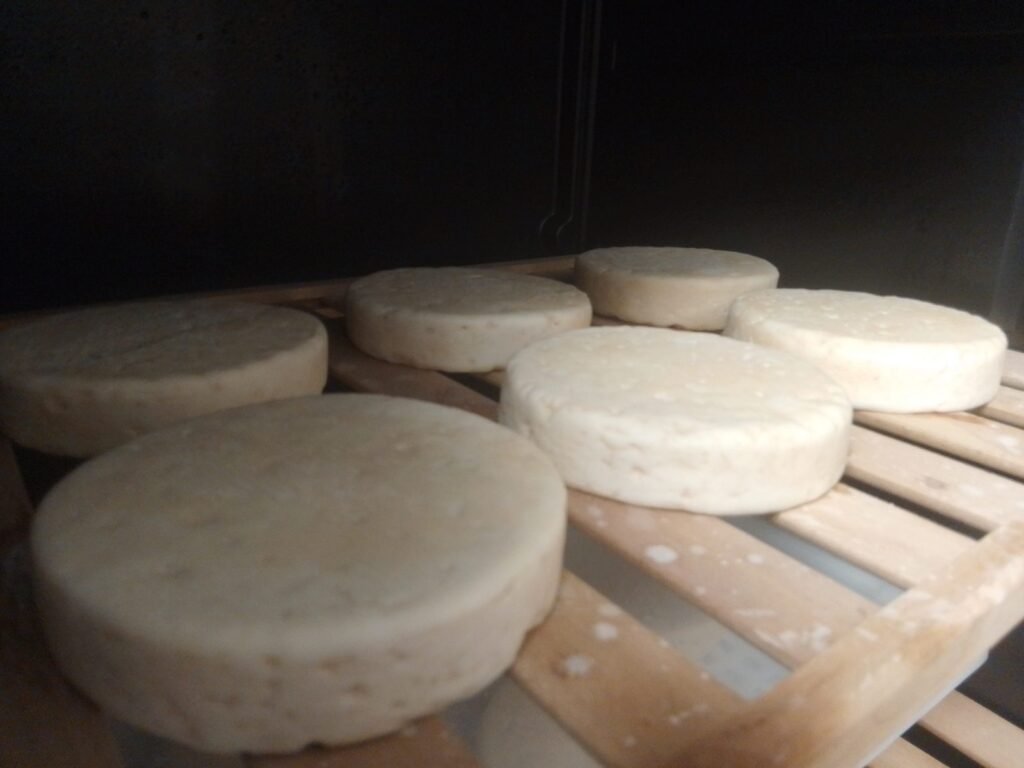 Fromages de chèvre en cours d’affinage sur des claies