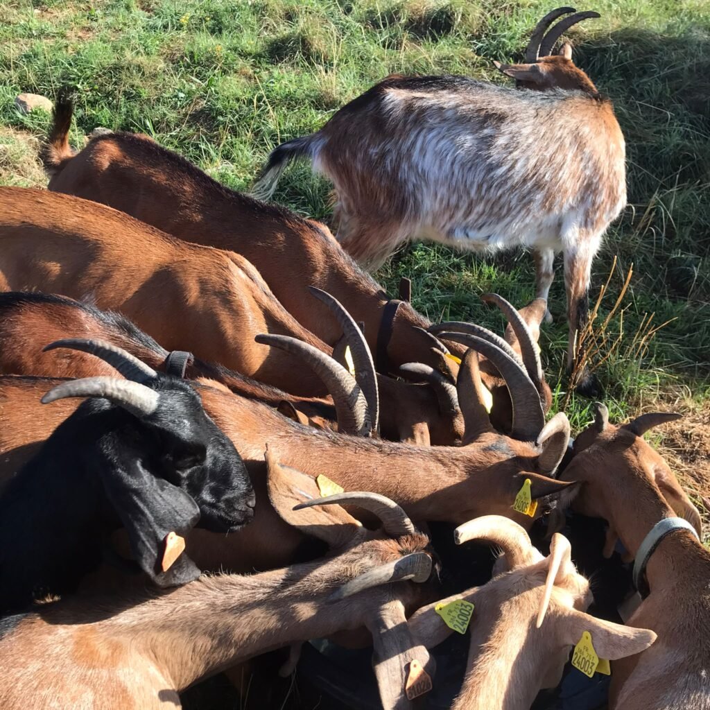The goats of La Grange des Plans at pasture